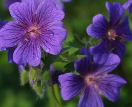 Bach bloesem - cerato